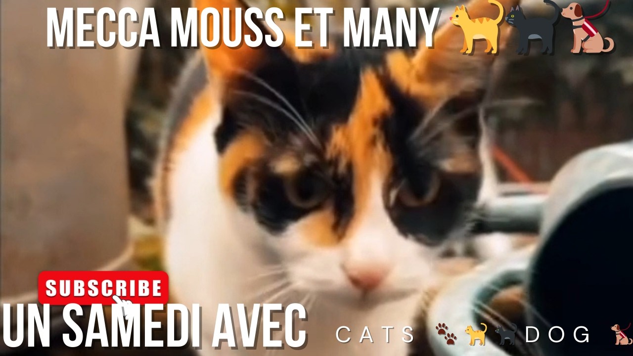 Un samedi avec Mecca Mouss et Many 🐈🐈‍⬛🐕‍🦺
