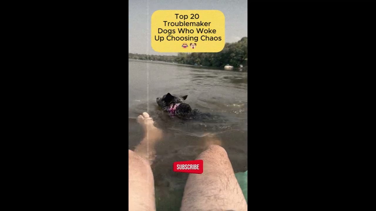 Top 8 Troublemaker Dogs Who Woke Up Choosing Chaos 😂🐶