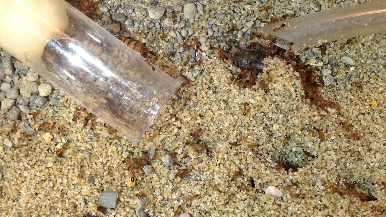 Ants Eating Fruit Flies