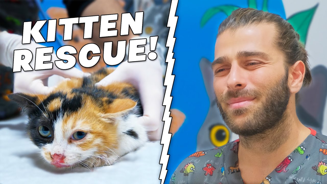 Раненый и напуганный крошечный котёнок! (Спасение котенка от нападения собаки!)