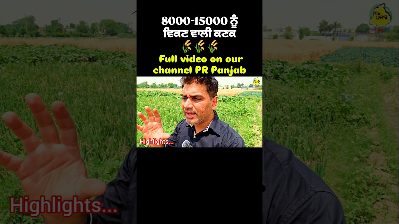 sonamoti wheat. PR Panjab #prpanjab #agriculture #farming #wheat #india #punjab #shorts