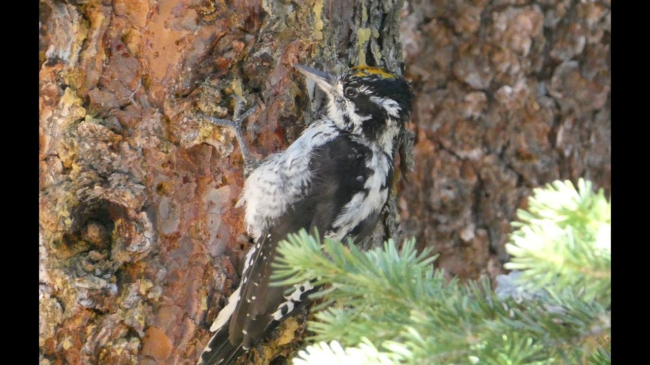 American Three-toed Woodpecker, Uinta Mountains, Utah, September, 2023