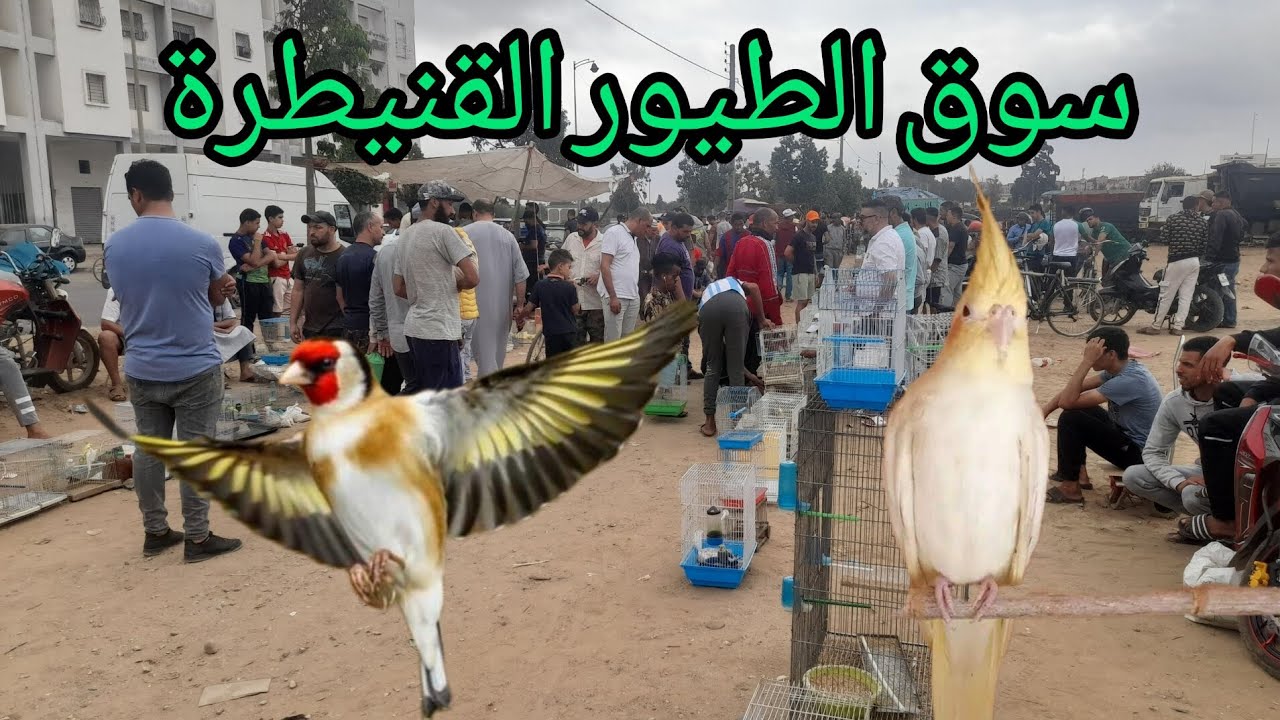 سوق الطيور القنيطرة الأحد 17شتنبر..تعرف على الثمينة جميع الطيور الزين. #سوق_الطيور #طيور_حب