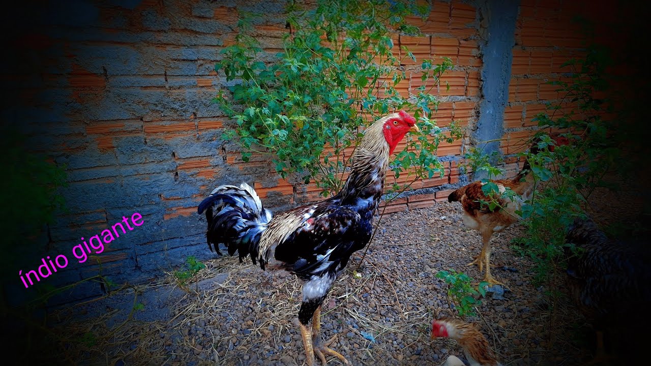 ALIMENTANDO AS PENOSAS 