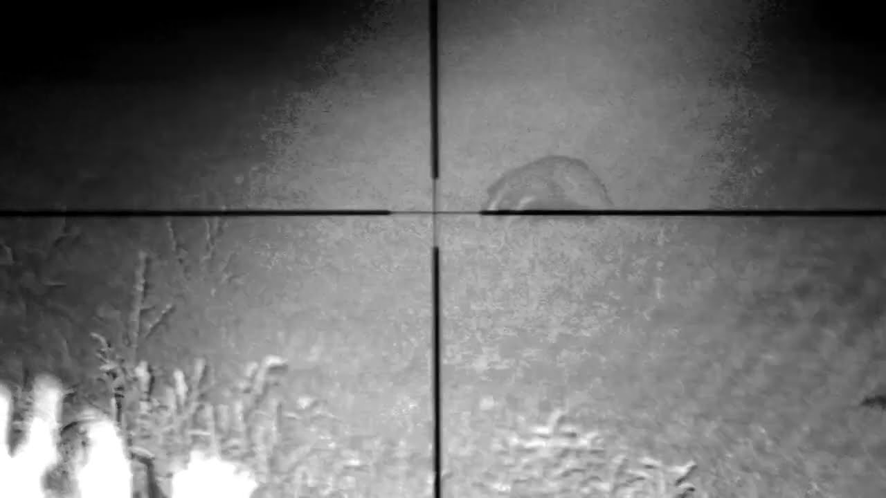 Wild badger chilling - PARD NV007 SP850 LRF & MEOPTA ZD TACTICAL 4-16x44 (Jazavac)