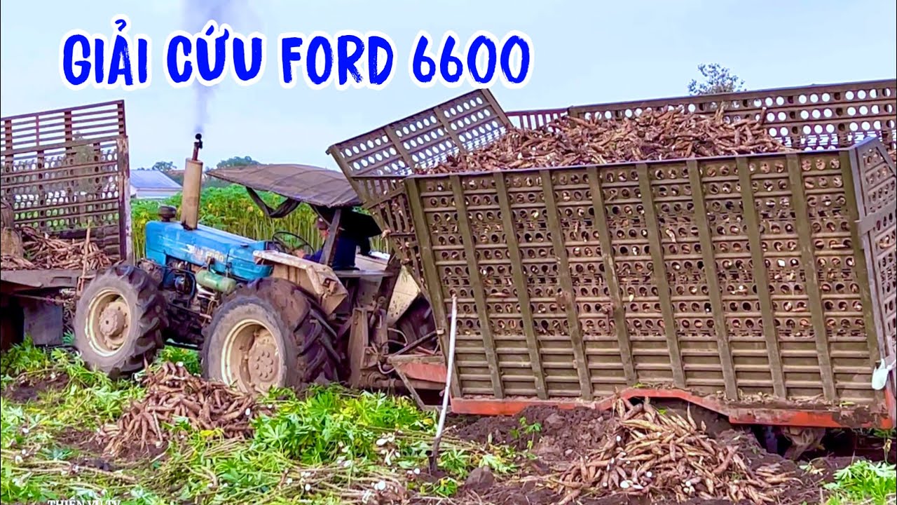 Giải Cứu Máy Cày Ford 6600 Mắc Lầy ở Phước Ninh, Thiện Vũ TV