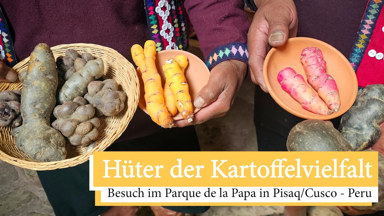 Hüter der Kartoffelvielvalt - Besuch im Parque de la Papa in Pisaq/Cusco - Peru