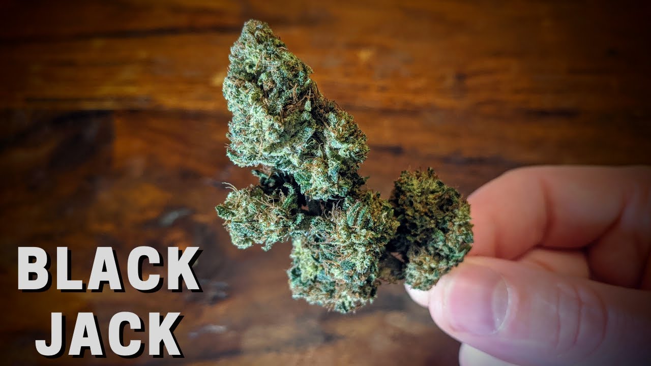 Black Jack CBD Bud Review (Full Bloom Hemp)