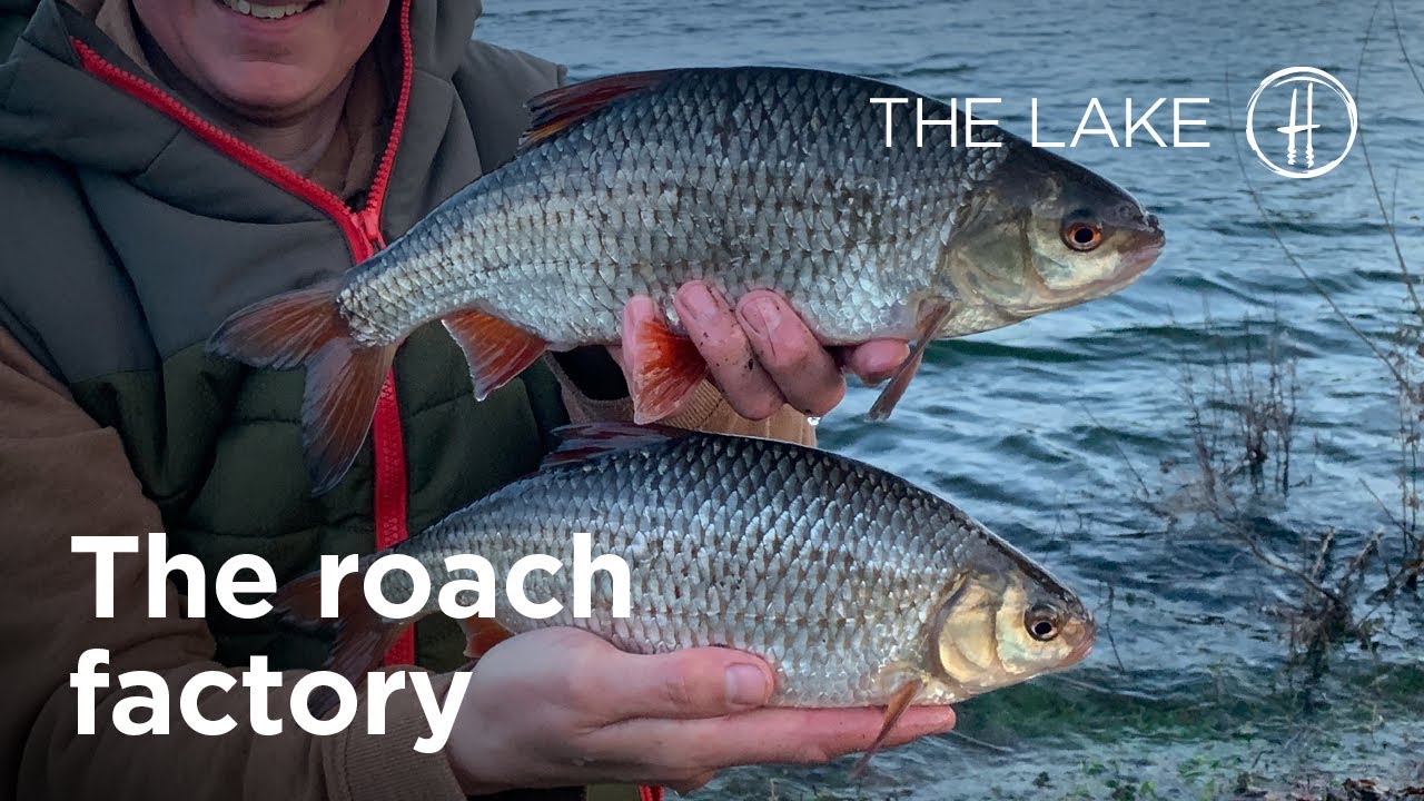 The Roach Factory - 