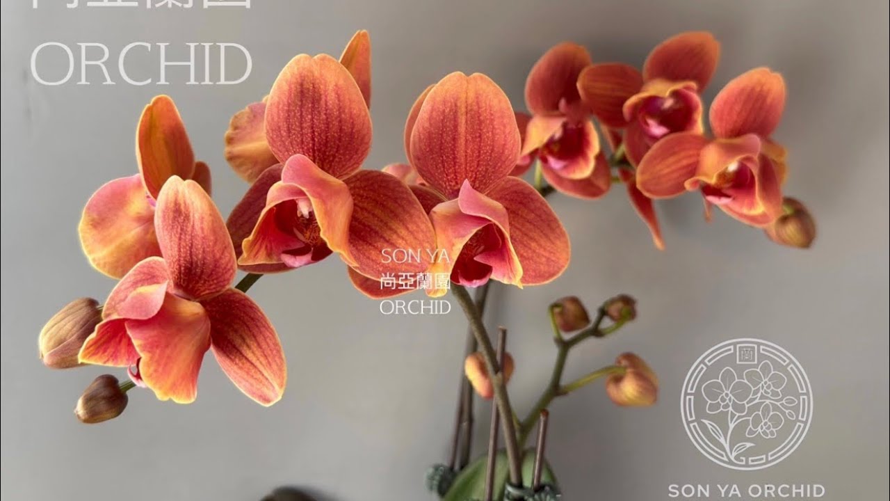 Мои новинки от SonYa и не только ☺️🦋 #орхідеї #orchid #peloric 