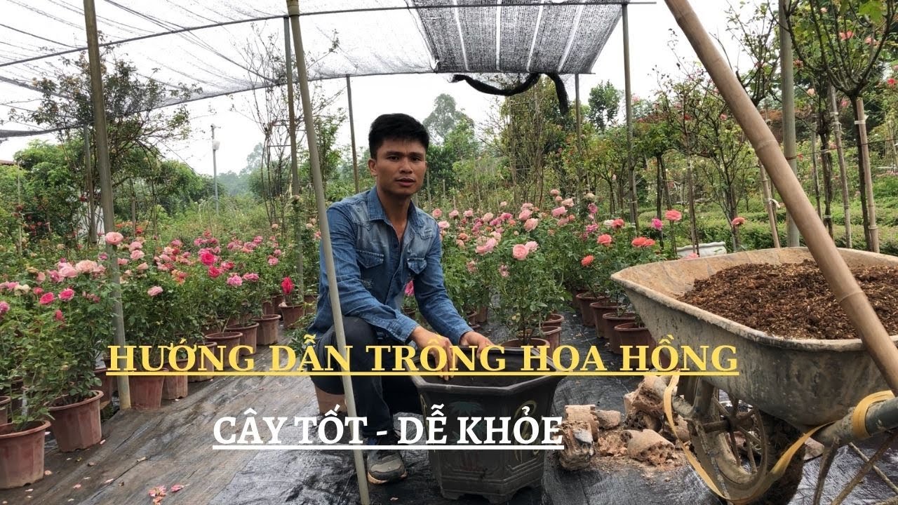 Hướng dẫn trồng hoa hồng trong chậu khi mới mua về