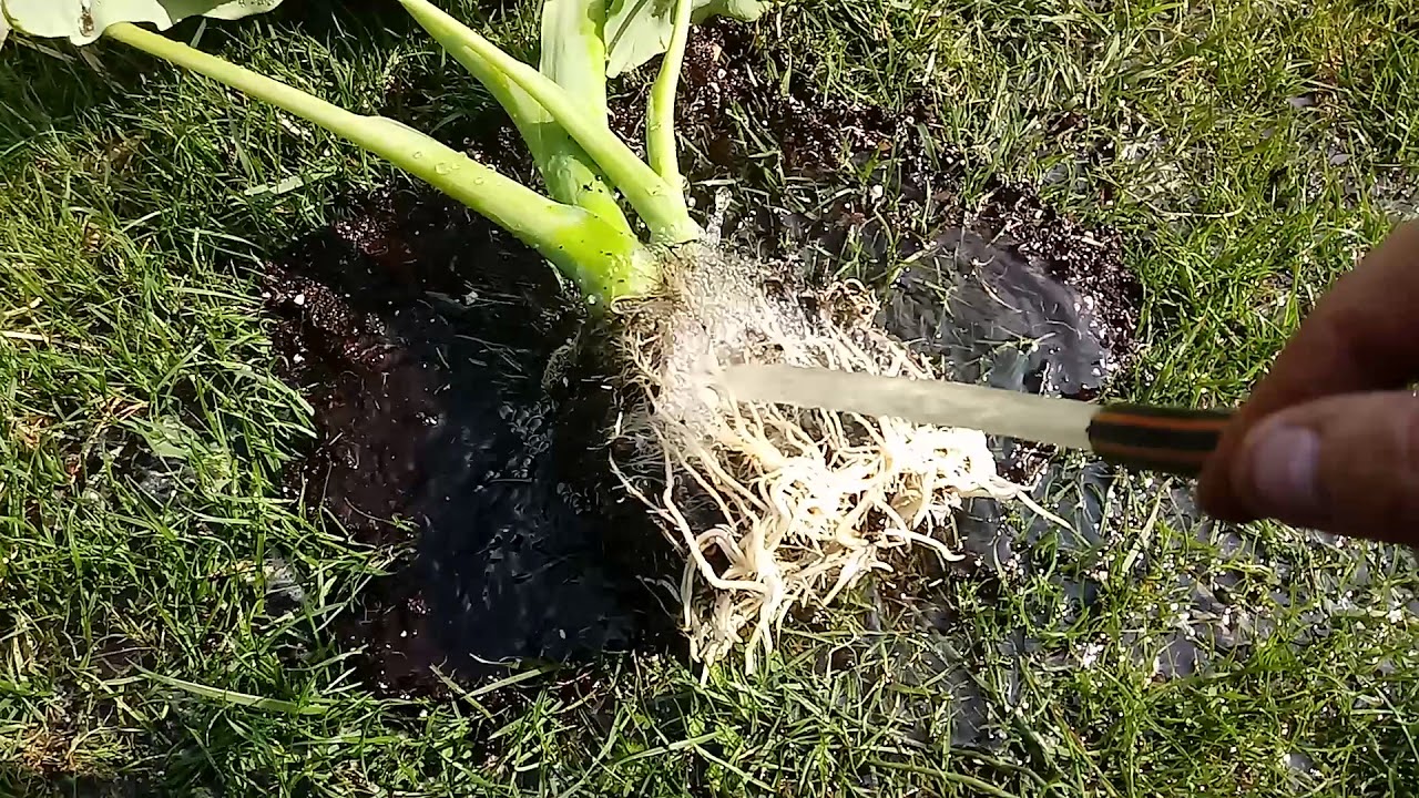 75#.Colocasia Gigantea( Thai Giant)- oddzielanie odrostu 👍👍👍👍