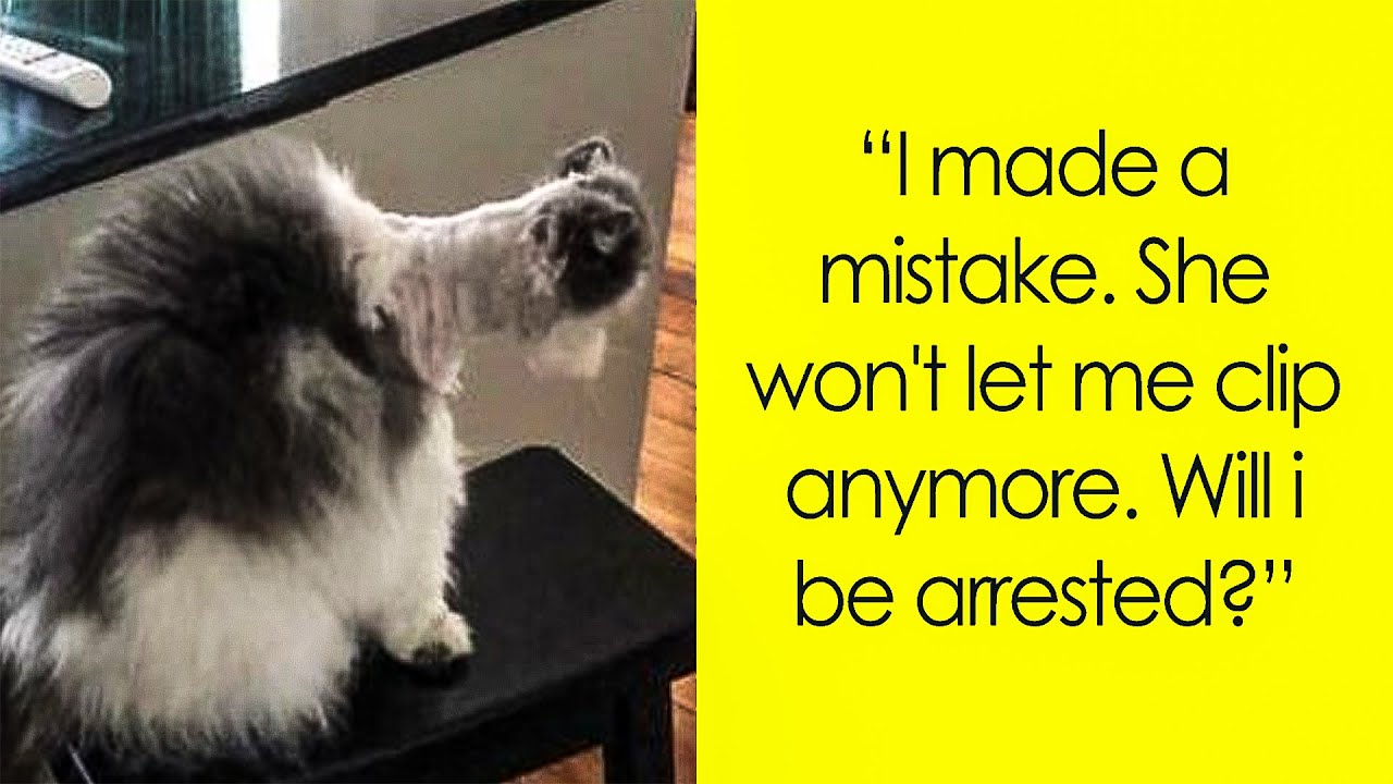 Bad Animal Haircuts