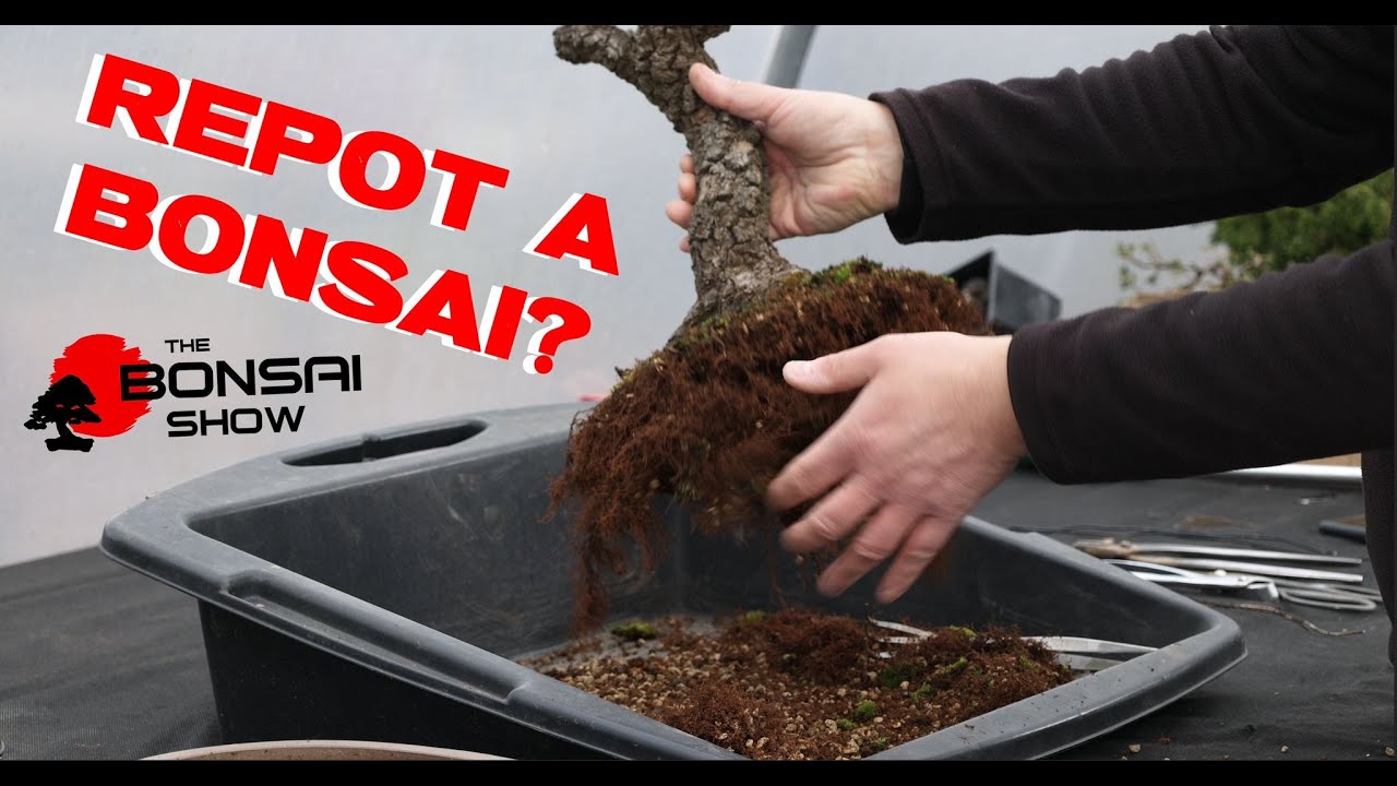Choosing bonsai pots and repotting Arakawa Japanese Maple - The Bonsai Show S2 Ep 2