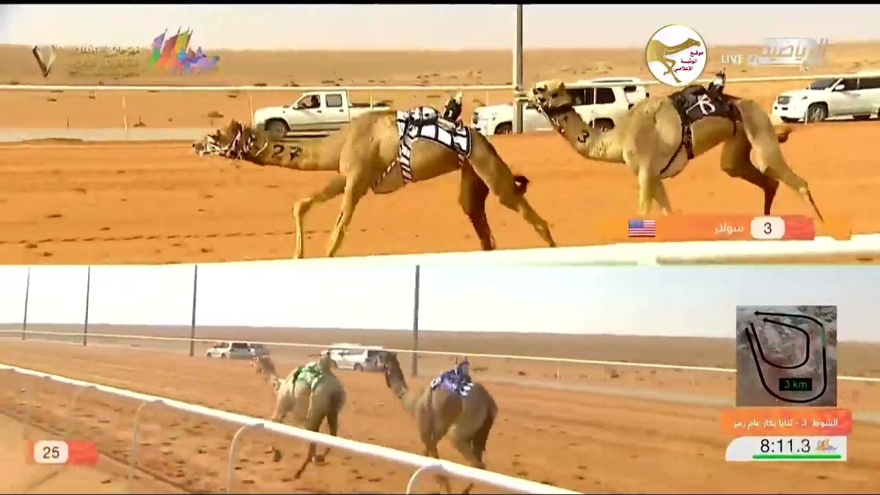 الشوط 3 (الذيبة) لـ هجن السيليه 12:32:04 , مهرجان الملك عبدالعزيز 2023/1/11 ثنايا