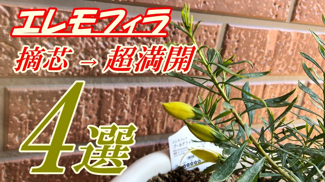 【花】エレモフィラの育て方・摘芯