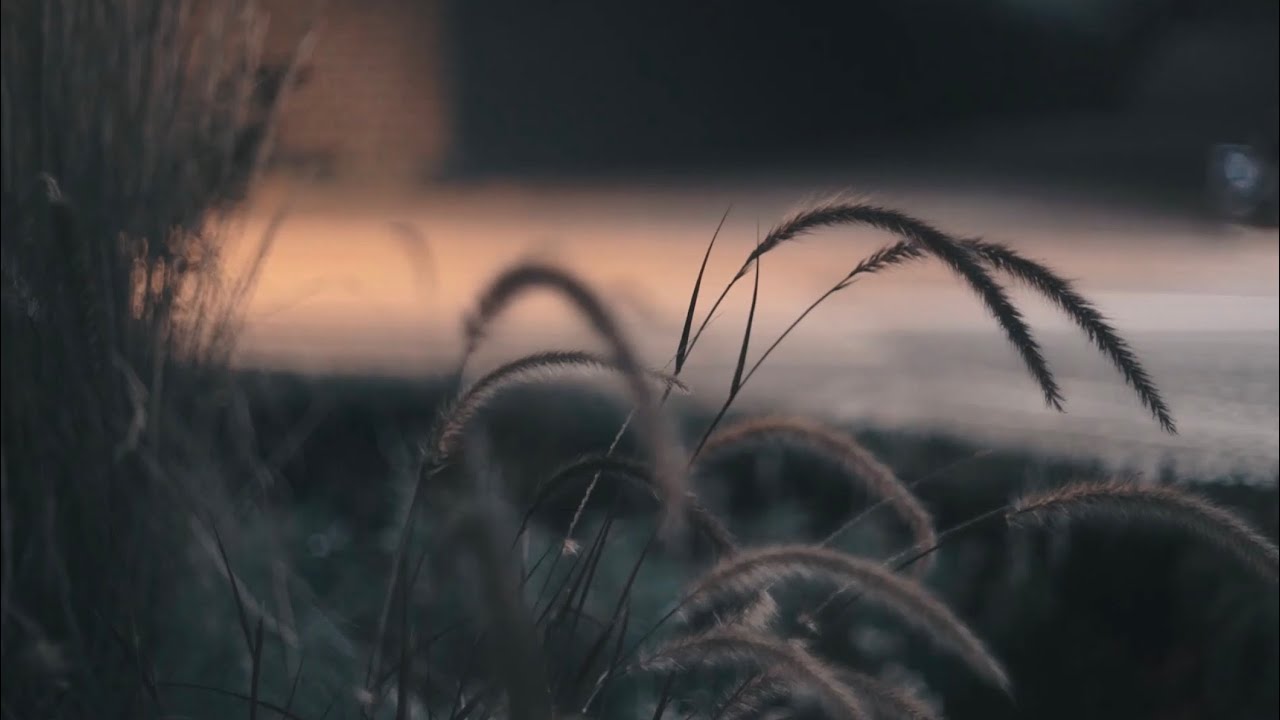 Gentle Healing Music to Calm Your Mind 🎧| Sleep Music 😴