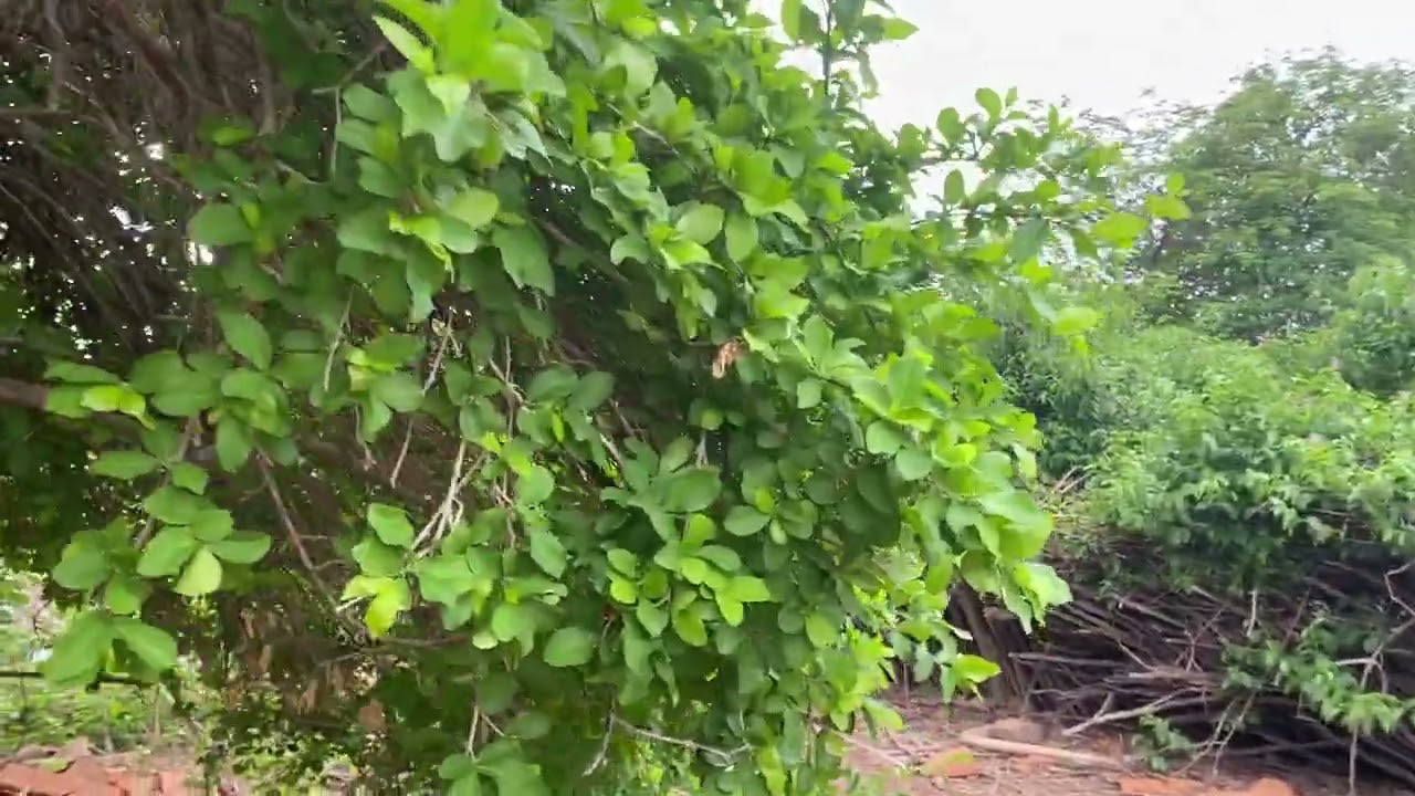 CADA DIA MAS PERTO DO MEU SONHO SE REALIZA 