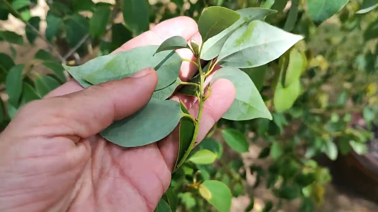 Коричник камфорный или камфорное дерево. Cinnamomum camphora or camphor tree.