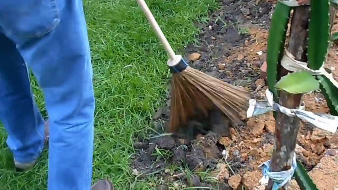 Lamanci Outdoor Palm Garden Broom Demonstration by Kestenbroom #penyapu