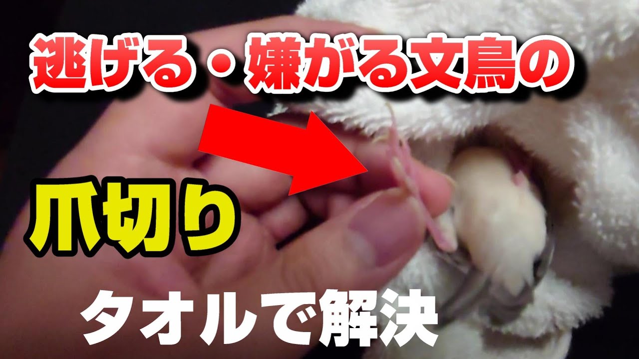 【爪切り】逃げる・嫌がる文鳥、保定ができない文鳥のタオルを使用した固定方法
