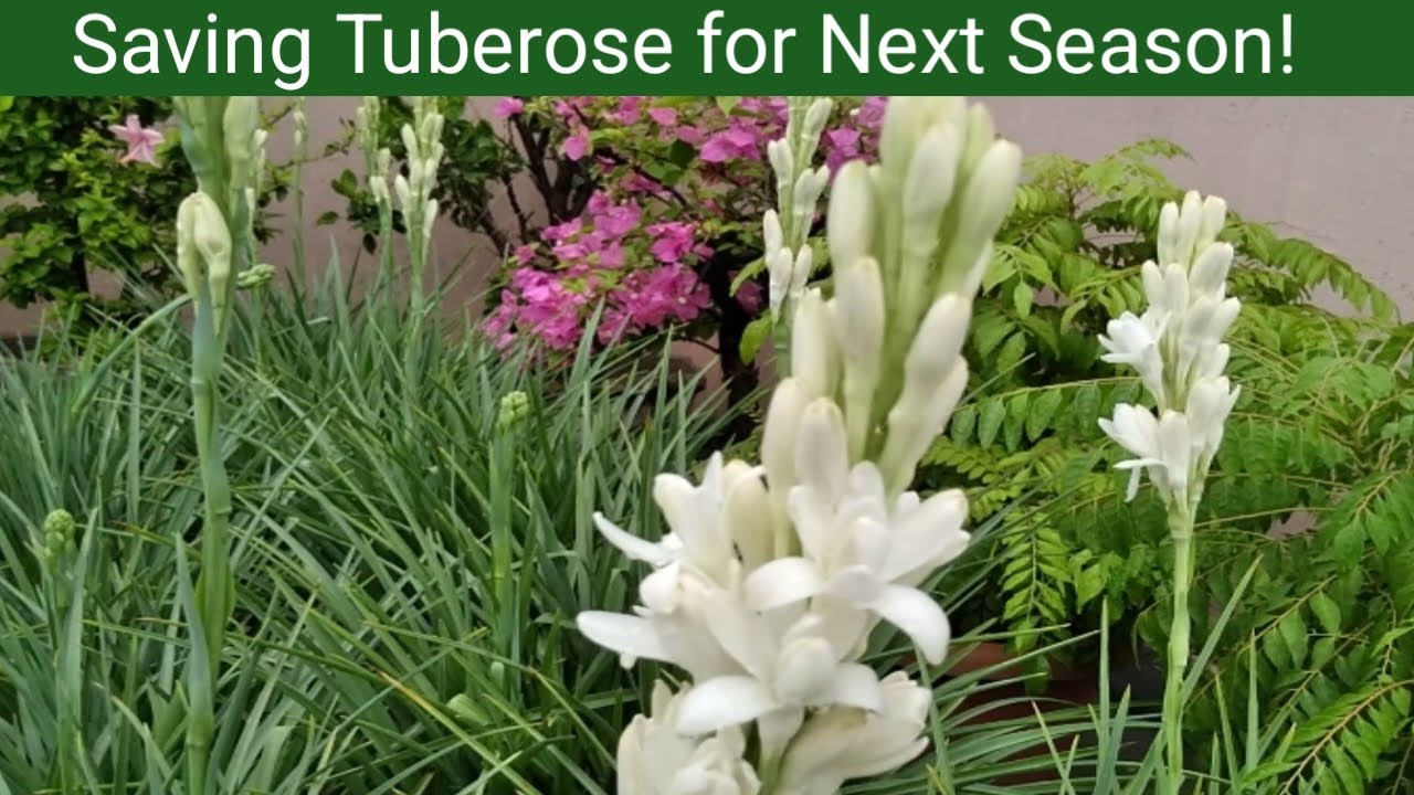 How to save Tuberose plant for next season | Tuberose plant care in winter