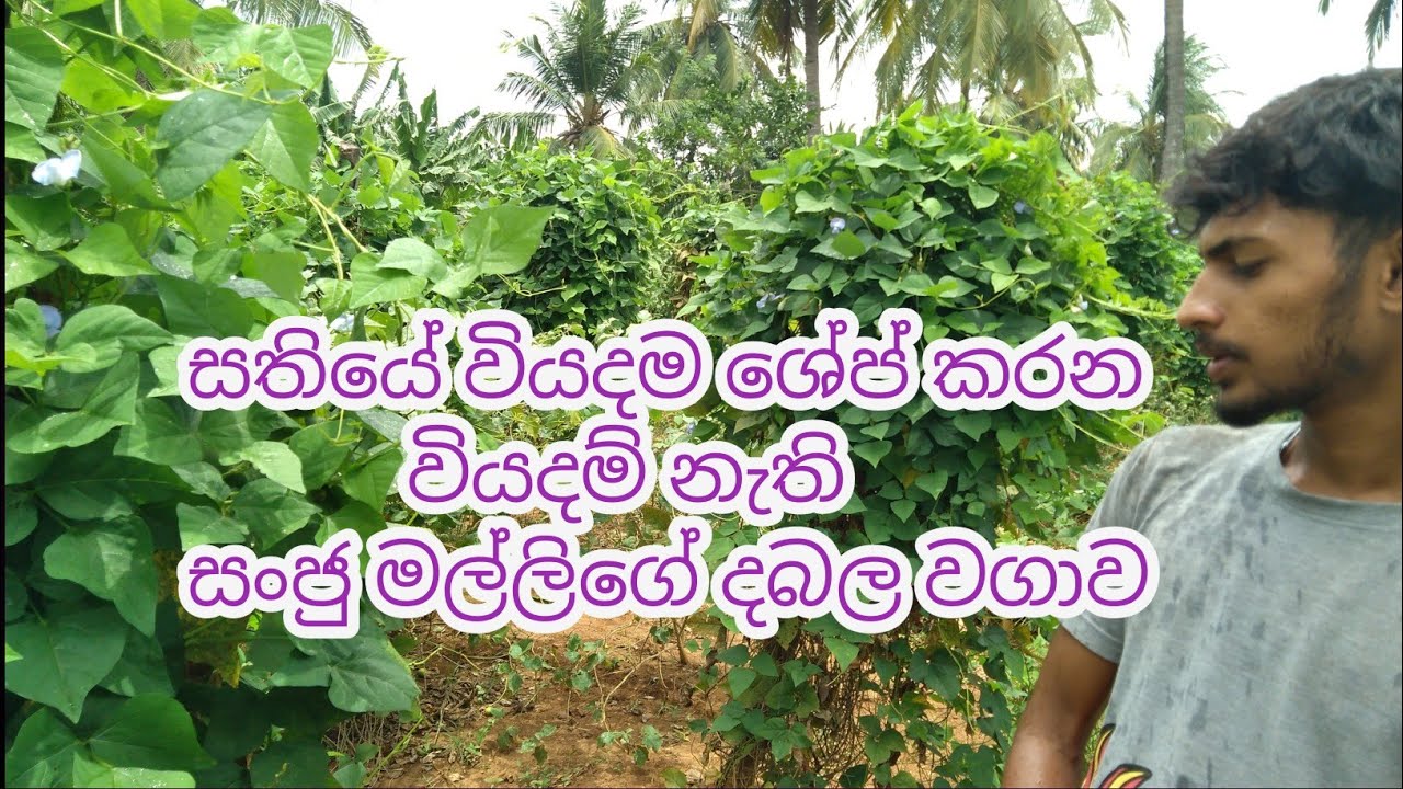 6 September 2023sl farmers ,පලිබෝධ හානි නැති දබල වගාව,sl farmers ,