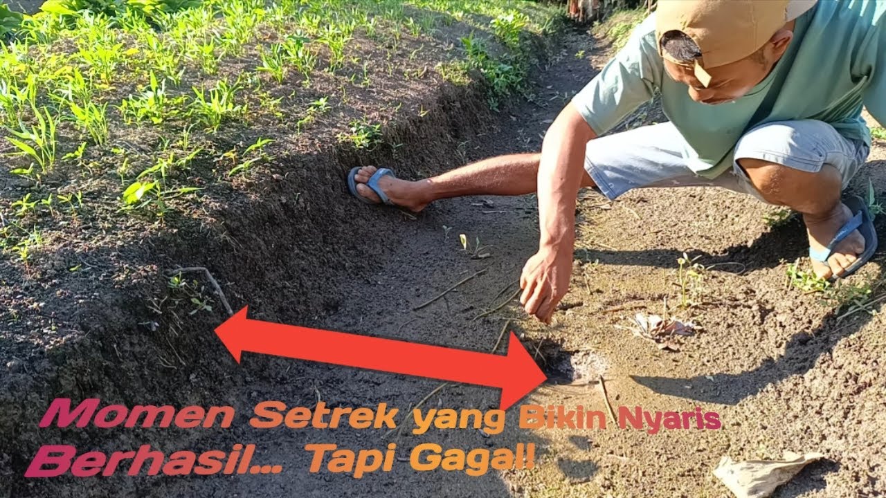 Momen Setrek yang Bikin Nyaris Berhasil… Tapi Gagal!