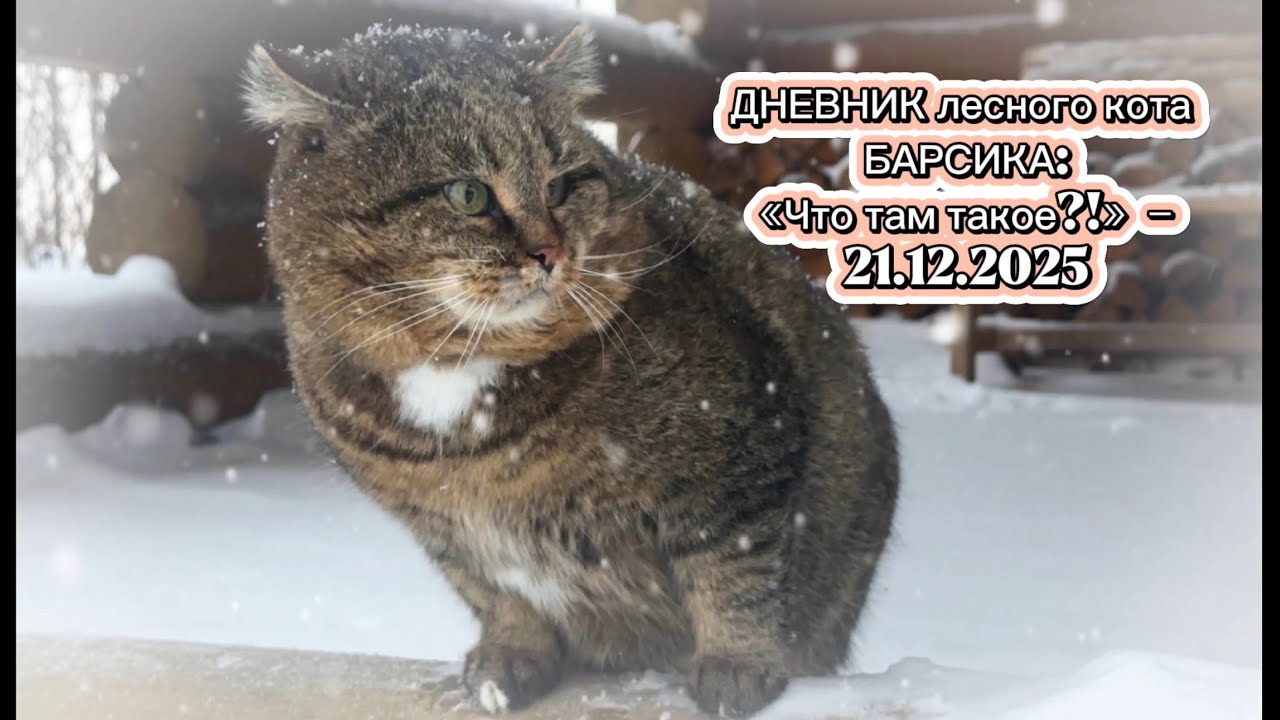 ДНЕВНИК лесного кота БАРСИКА: &laquo;Что там такое?!&raquo;  - 21.12.2025