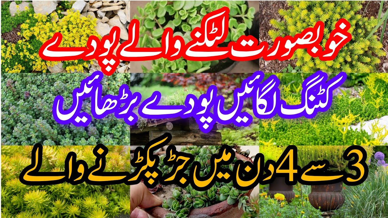 How to grow sedum plant at home.Grow permanent plants fast and easy.Best hanging plant.