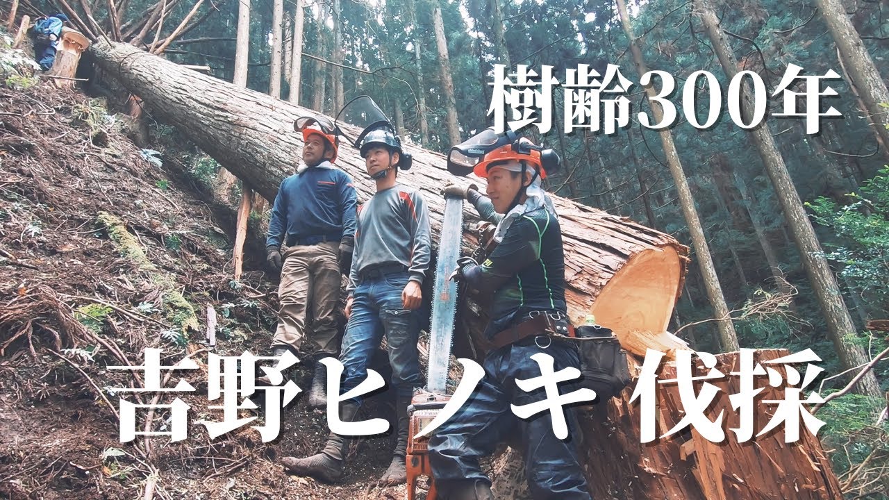 樹齢300年、直径1ｍの巨大吉野ヒノキ良質材を伐採！割らずに倒せるか⁉