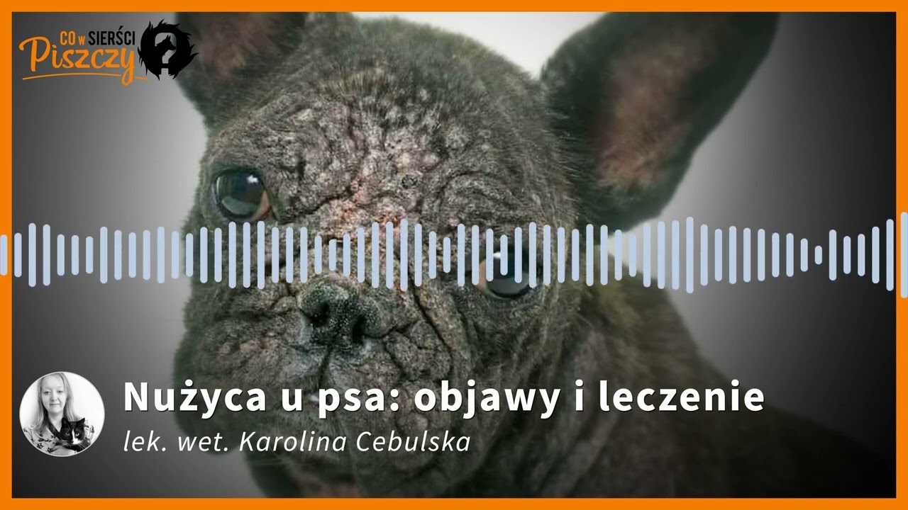 Nużyca u psa | Lek. wet. Karolina Cebulska