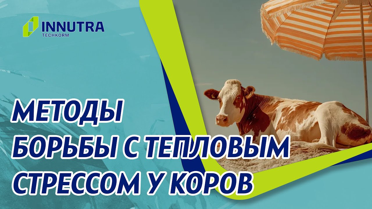 Тепловой стресс у коров и методы его предотвращения