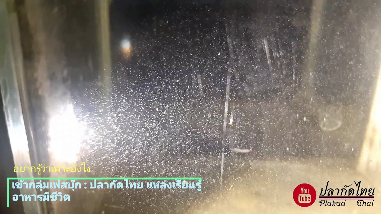 โรติเฟอร์ พารามีเซี่ยม เพาะเลี้ยงได้ไหม? อาหารลูกปลาชั้นยอด โดย ปลากัดไทย