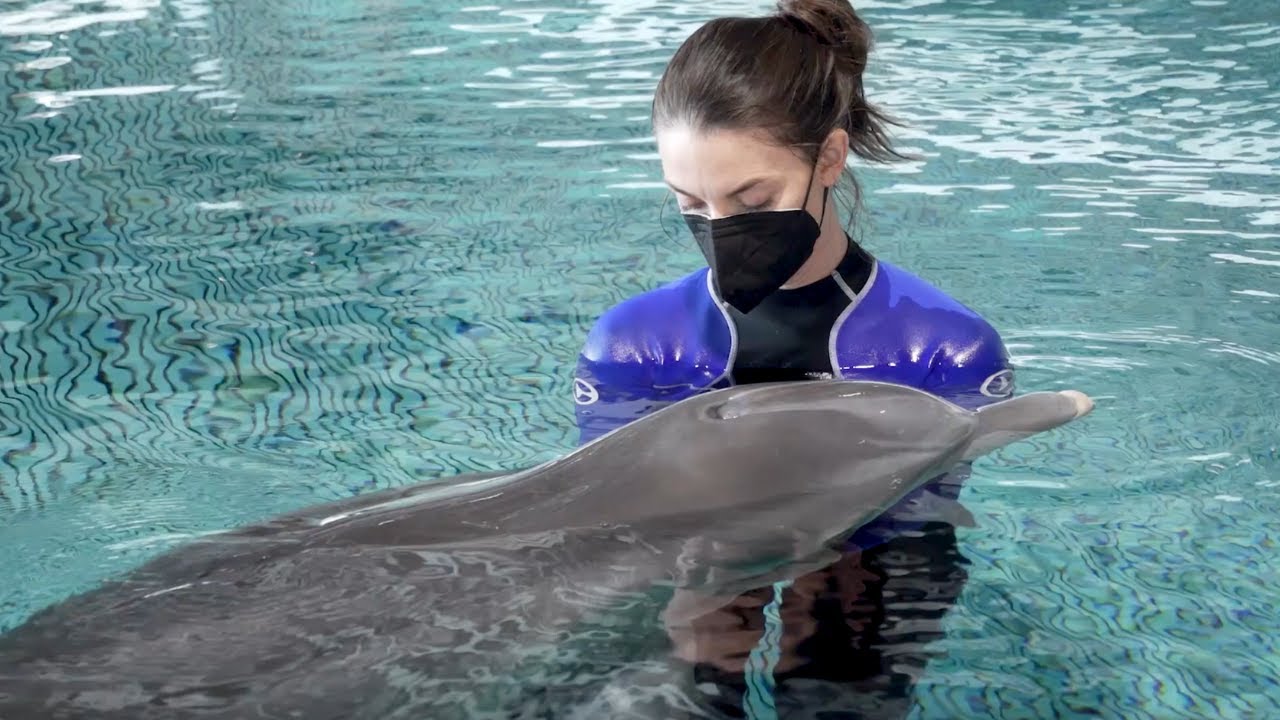 In Memory Of Winter The Dolphin