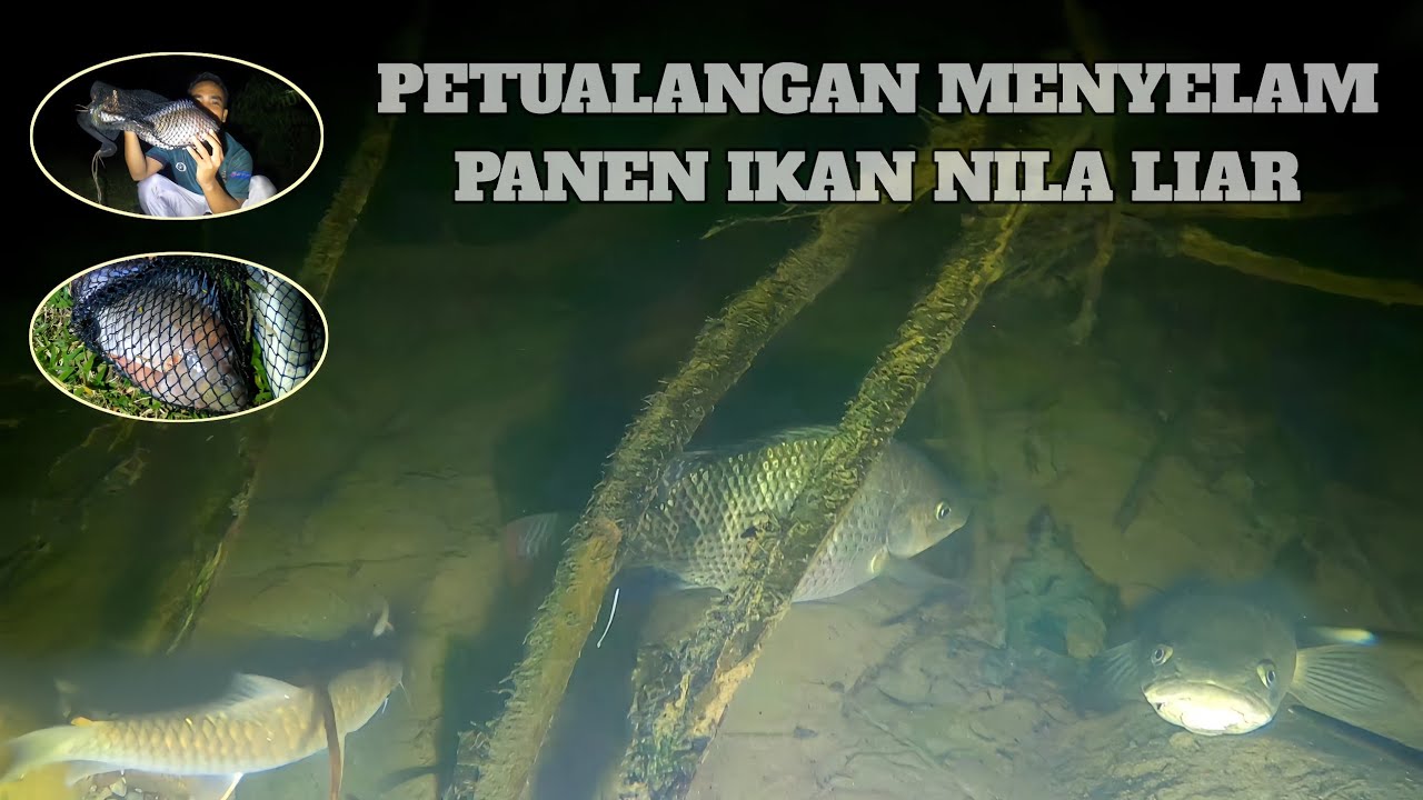 Spearfishing: Asli aksi seru panen ikan nila liar di sungai malam hari #nightspearfishing  