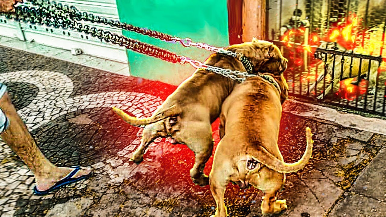 PIT MONSTER KIMBO ESTRANHOU EL TORO - DPK