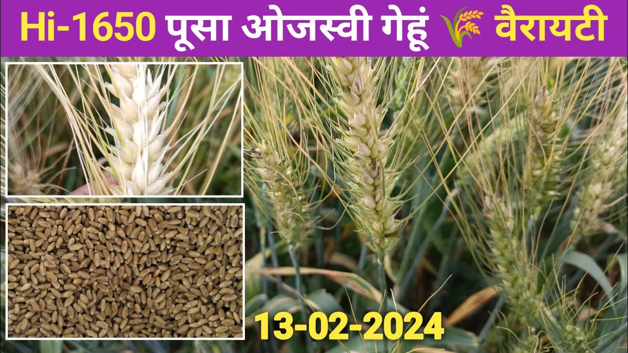 hi 1650 wheat variety in hindi | hi1650 pusa ojswi | hi 1650 पूषा ओजस्वी | hi 1650 गेहूं वैरायटी