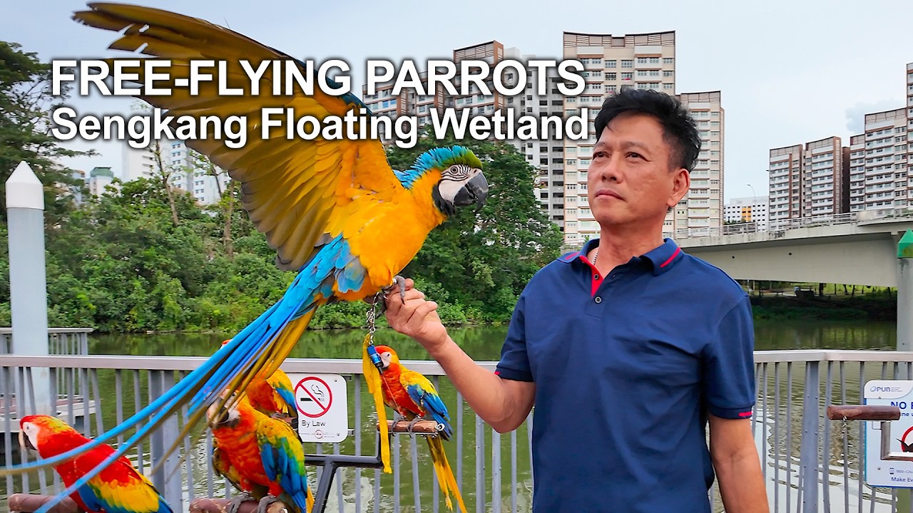 🦜 Free Flying Parrots Singapore | Macaws, Recall Training & A Surprise Visit from eagles