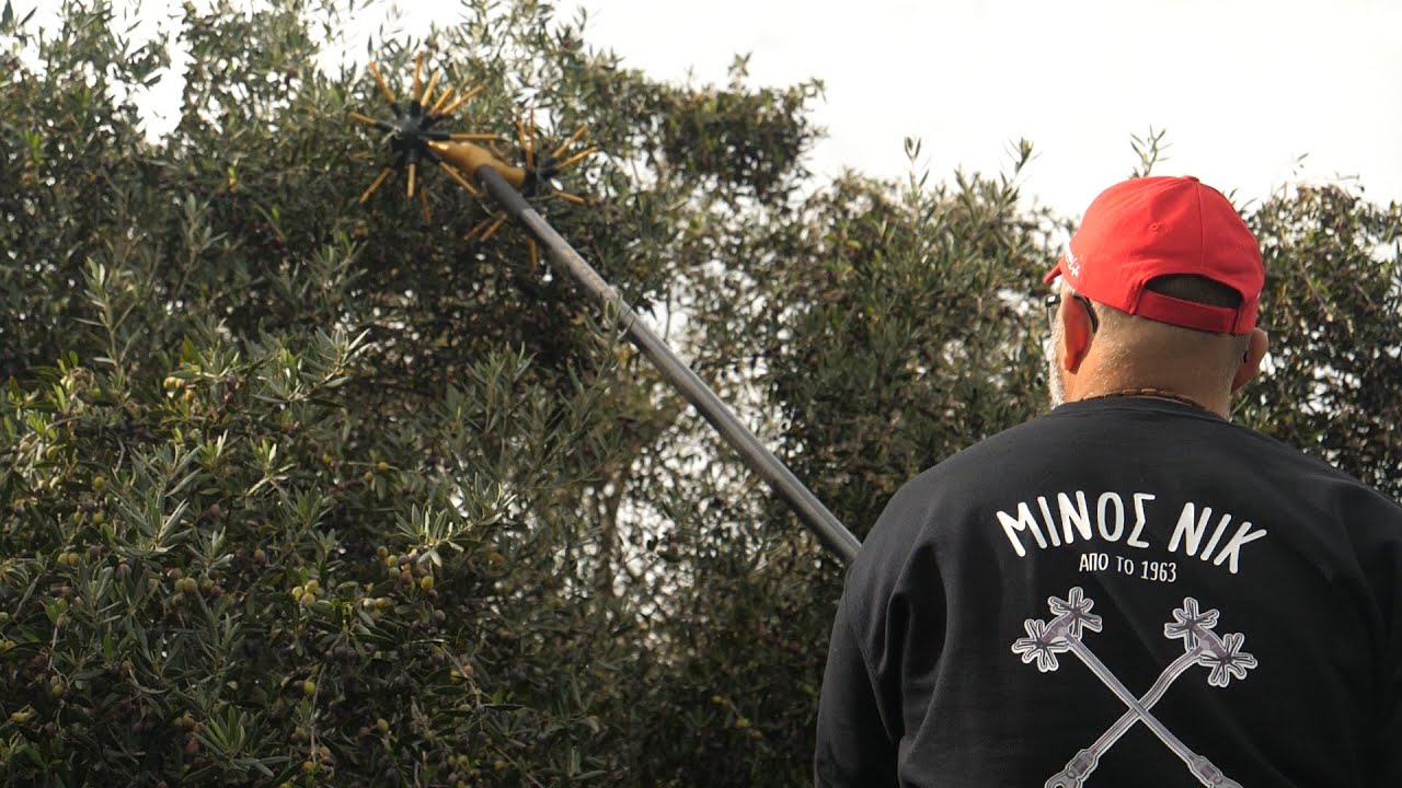 MINOS NIK 2021