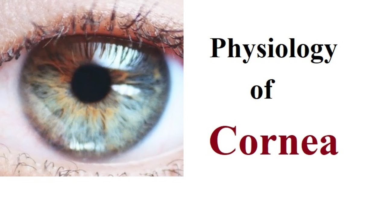 Physiology or function of Cornea