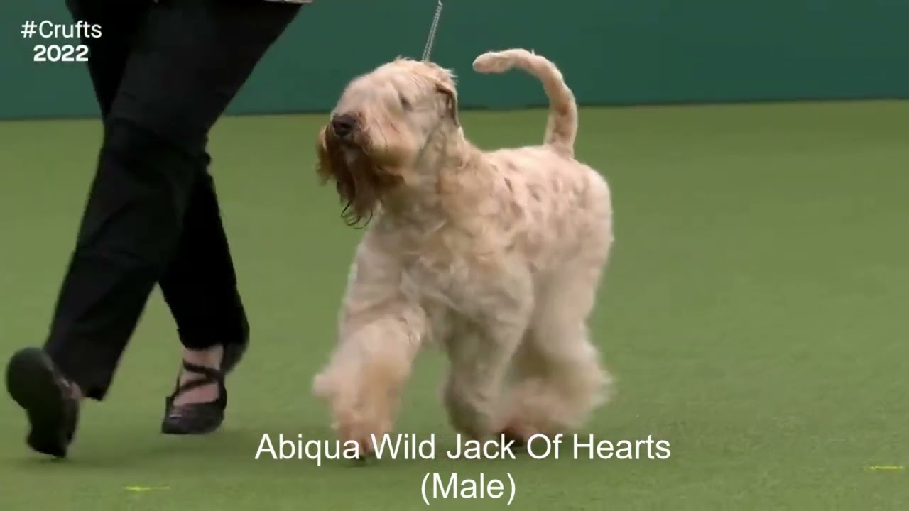Best of Breed, Terrier Group|SOFT COATED WHEATEN TERRIER|