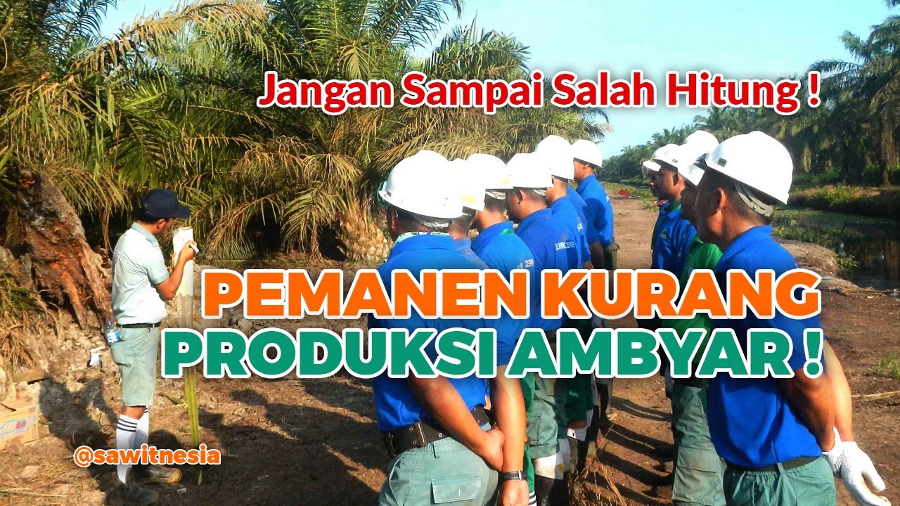 3 Cara Menghitung Kebutuhan Pemanen || Pemanen Kurang, Produksi Ambyar !!!