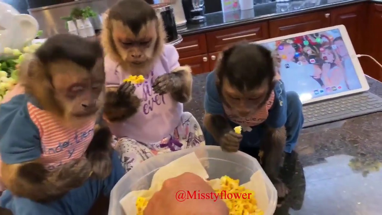 Monkeys Russel, Angelika & Toby having a little night snack! 😋🐒🐒🐒❤️