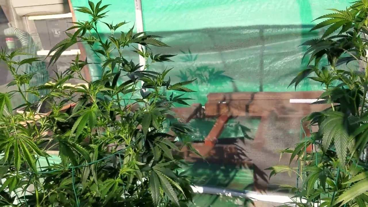 2016 OMCP( outdoor medical cannabis project )