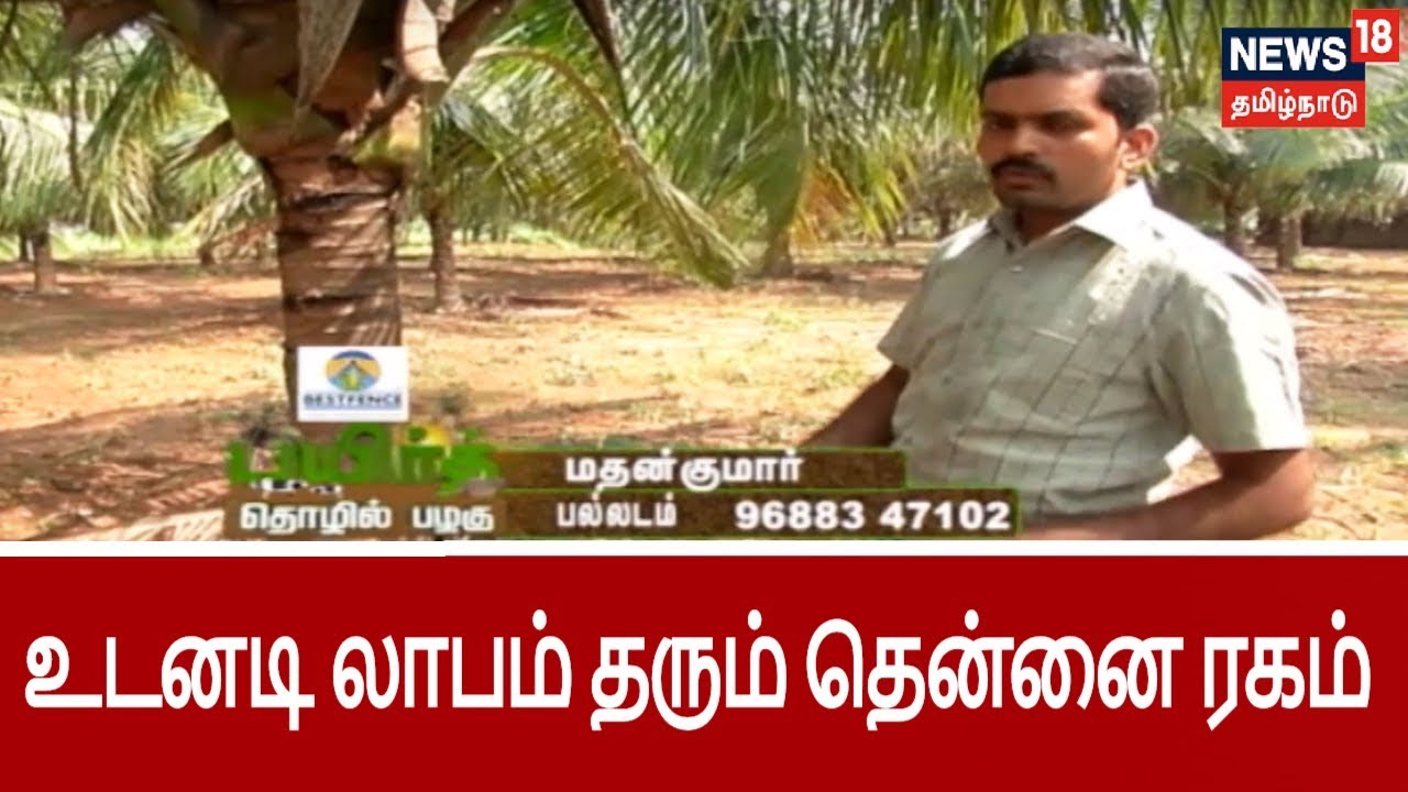 பயிர்த்தொழில் பழகு: உடனடி லாபம் தரும் குட்டை ரக தென்னை தோப்பு அமைப்பது எப்படி? | PayirTholilPazhagu