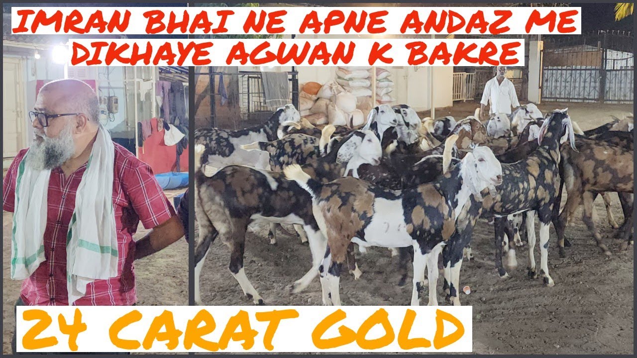 Imran Bhai From Jd Goat Ne Bataye 24 Caret Gold Bakre Agwan Goat Farm Pe Bhiwandi Padgha