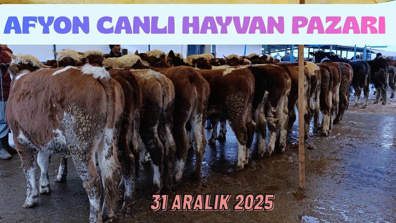 AFYON CANLI HAYVAN PAZARI 31 ARALIK 2025