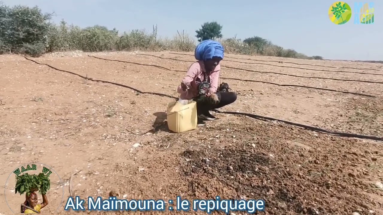 Waar wi ak Maïmouna : le repiquage de l'oignon (EP3)