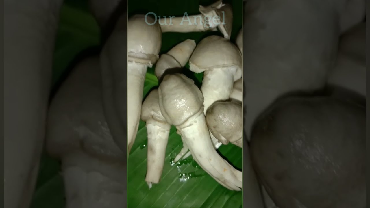 നല്ല നാടൻ കൂൺകറി / കൊതിയൂറും കൂൺകറി.. /#Mushroom curry# / #mushroom reciepe#